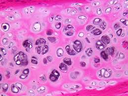 cartilage cells