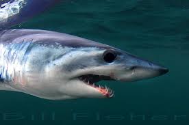 mako shark