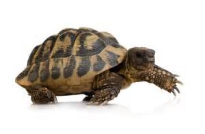 turtle 2