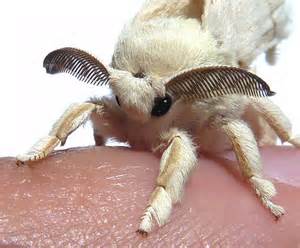 bombyx mori moth