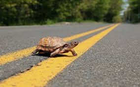 turtle road 2